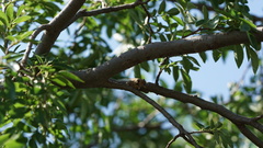 Diceroprocta eugraphica