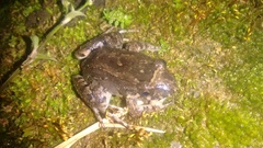 Leptodactylus colombiensis