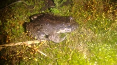 Leptodactylus colombiensis