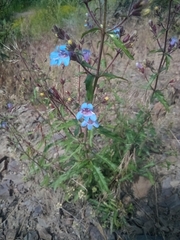 Penstemon diphyllus