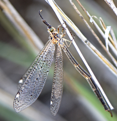 Scotoleon nigrescens