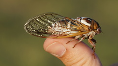 Megatibicen tremulus