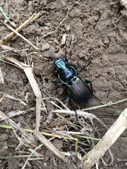 Megadromus antarcticus