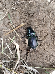 Megadromus antarcticus