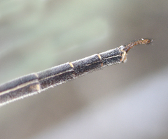 Scotoleon nigrescens