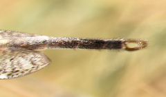 Scotoleon nigrescens