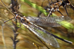 Scotoleon nigrescens