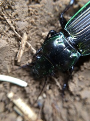 Megadromus antarcticus