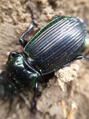 Megadromus antarcticus