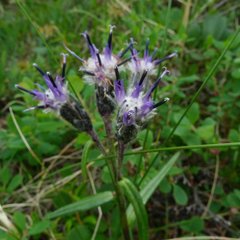 Saussurea angustifolia