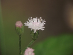 Cyanthillium cinereum