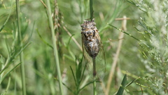 Diceroprocta eugraphica