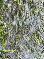 Zostera japonica