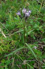 Saussurea angustifolia