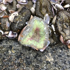 Anthopleura