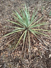 Yucca necopina
