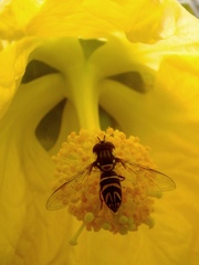 Allograpta neotropica