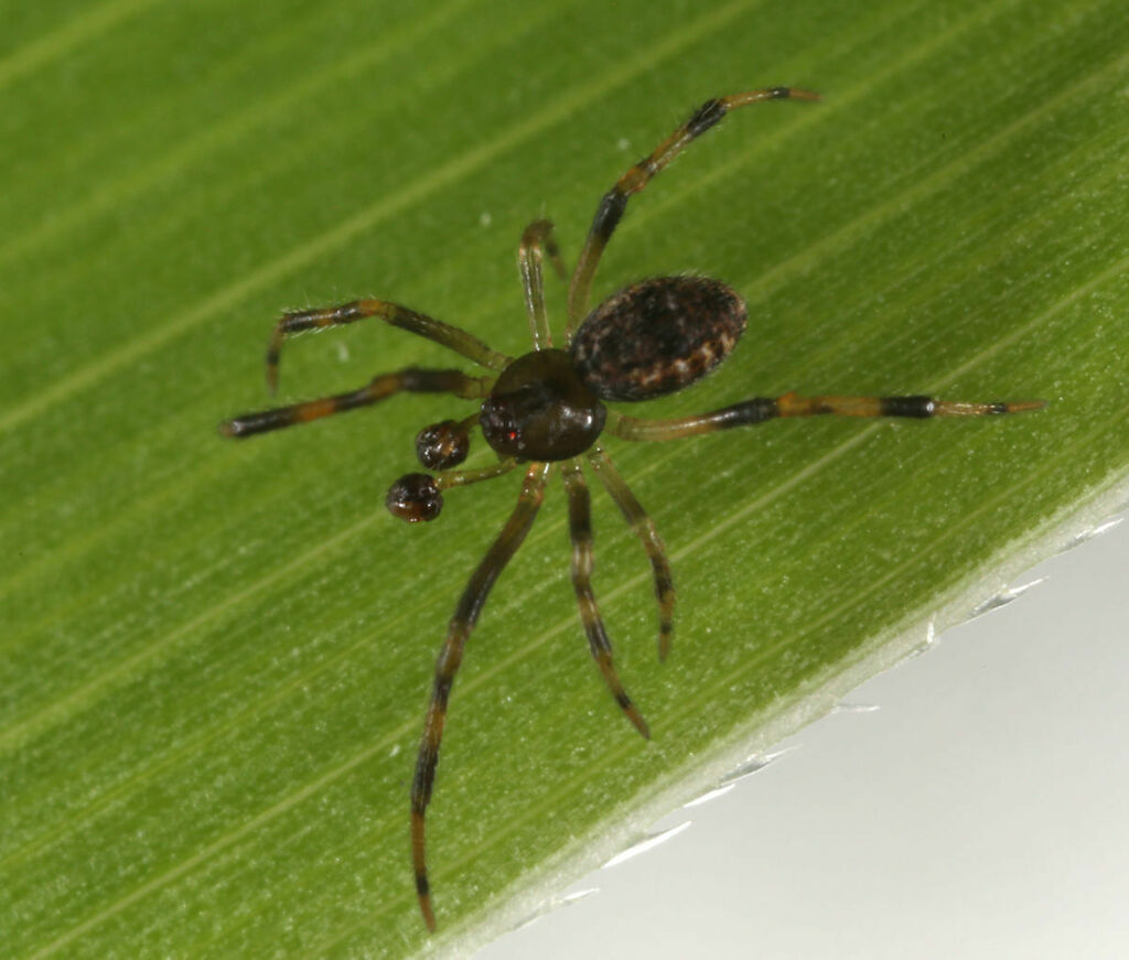 Chrosiothes