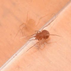 Phalangodidae