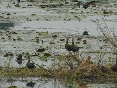 Dendrocygna autumnalis