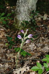 Limodorum abortivum viride