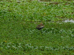 Dendrocygna autumnalis