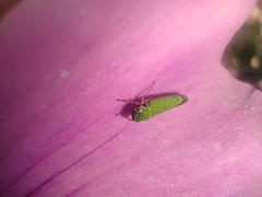 Versigonalia vermiculata