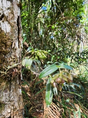 Epidendrum proligerum