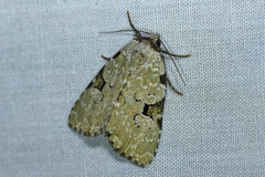 Leuconycta diphteroides