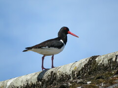Haematopus ostralegus