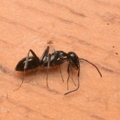 Formica accreta