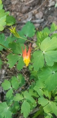 Aquilegia elegantula