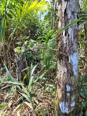 Epidendrum proligerum