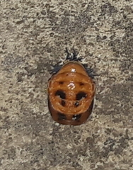 Harmonia axyridis