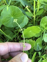 Hydrocotyle prolifera