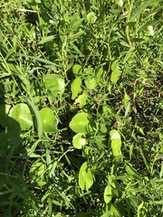 Hydrocotyle prolifera