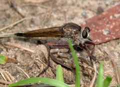 Proctacanthus longus