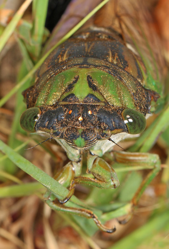 Swamp Cicada photo 6