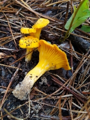 Cantharellus tenuithrix