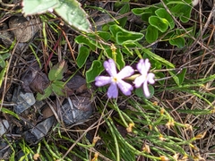 Primula mistassinica