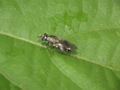 Adoxomyia heminopla