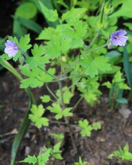 Geranium bohemicum