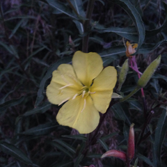 Oenothera elata hirsutissima