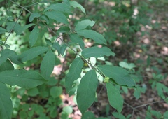 Euonymus verrucosus