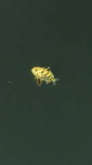 Seriola