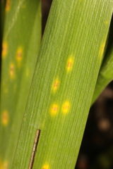 Puccinia iridis