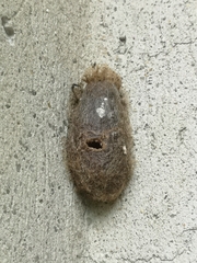 Saturnia pyri