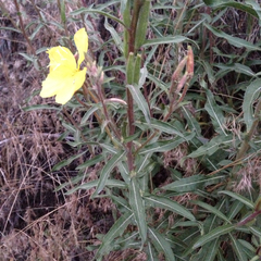 Oenothera elata hirsutissima