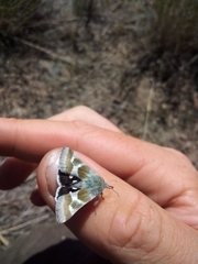 Schinia suetus martini