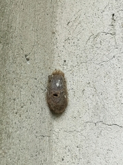 Saturnia pyri